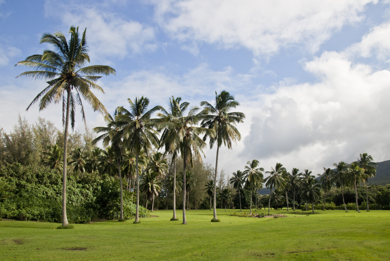 botanical garden palms